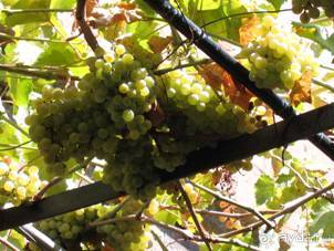 Лесбос. Путешествие на автомобиле по греческим островам. Начало. Остров Лесбос, 2011 год