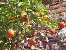 Лесбос. Путешествие на автомобиле по греческим островам. Начало. Остров Лесбос, 2011 год