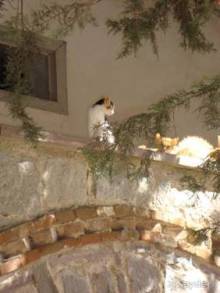 Лесбос. Путешествие на автомобиле по греческим островам. Начало. Остров Лесбос, 2011 год