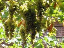 Лесбос. Путешествие на автомобиле по греческим островам. Начало. Остров Лесбос, 2011 год