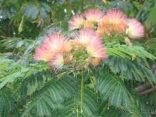 Лесбос. Путешествие на автомобиле по греческим островам. Начало. Остров Лесбос, 2011 год