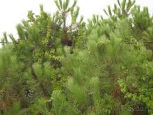 Лесбос. Путешествие на автомобиле по греческим островам. Начало. Остров Лесбос, 2011 год