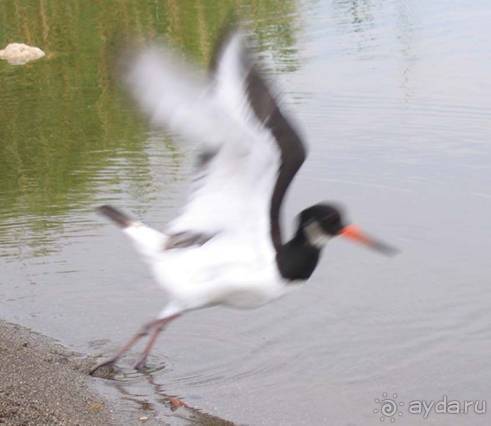 Лесбос. Путешествие на автомобиле по греческим островам. Начало. Остров Лесбос, 2011 год