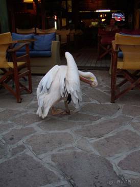 Лесбос. Путешествие на автомобиле по греческим островам. Начало. Остров Лесбос, 2011 год