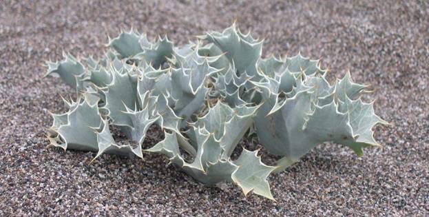 Лесбос. Путешествие на автомобиле по греческим островам. Начало. Остров Лесбос, 2011 год