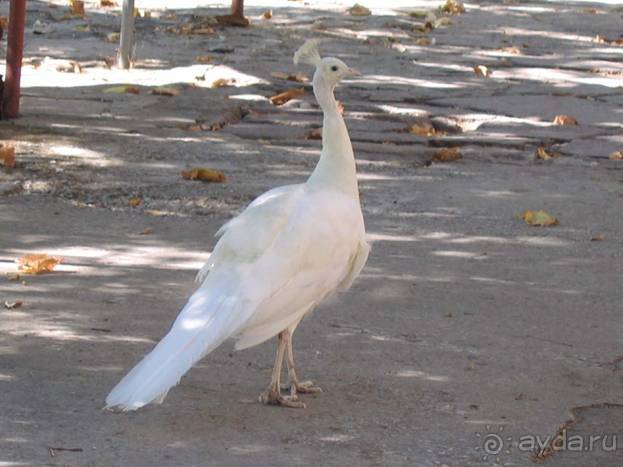 Лесбос. Путешествие на автомобиле по греческим островам. Начало. Остров Лесбос, 2011 год