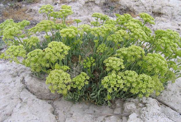 Лесбос. Путешествие на автомобиле по греческим островам. Начало. Остров Лесбос, 2011 год