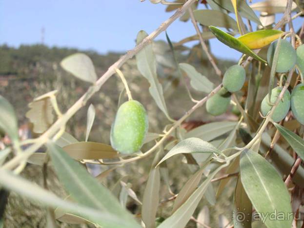 Лесбос. Путешествие на автомобиле по греческим островам. Начало. Остров Лесбос, 2011 год