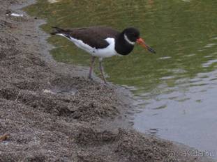 Лесбос. Путешествие на автомобиле по греческим островам. Начало. Остров Лесбос, 2011 год