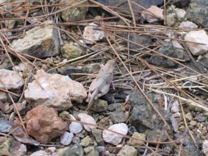 Лесбос. Путешествие на автомобиле по греческим островам. Начало. Остров Лесбос, 2011 год