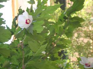 Лесбос. Путешествие на автомобиле по греческим островам. Начало. Остров Лесбос, 2011 год