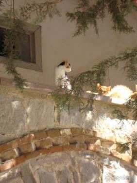 Лесбос. Путешествие на автомобиле по греческим островам. Начало. Остров Лесбос, 2011 год