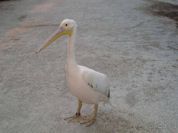 Лесбос. Путешествие на автомобиле по греческим островам. Начало. Остров Лесбос, 2011 год