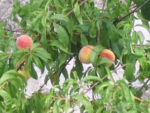 Лесбос. Путешествие на автомобиле по греческим островам. Начало. Остров Лесбос, 2011 год