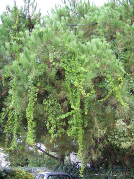 Лесбос. Путешествие на автомобиле по греческим островам. Начало. Остров Лесбос, 2011 год