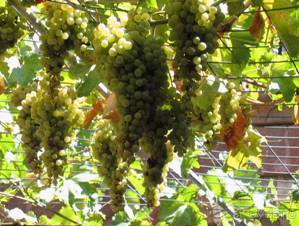 Лесбос. Путешествие на автомобиле по греческим островам. Начало. Остров Лесбос, 2011 год