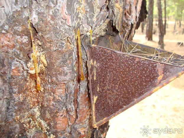 Лесбос. Путешествие на автомобиле по греческим островам. Начало. Остров Лесбос, 2011 год