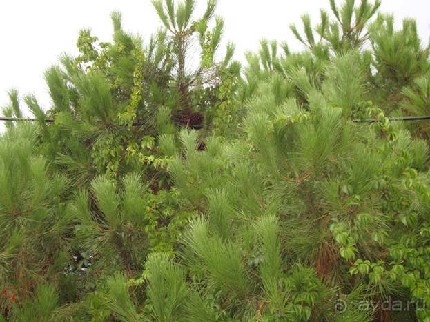 Лесбос. Путешествие на автомобиле по греческим островам. Начало. Остров Лесбос, 2011 год