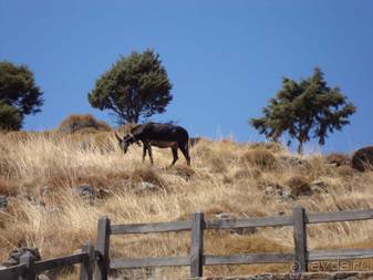 Лесбос. Путешествие на автомобиле по греческим островам. Начало. Остров Лесбос, 2011 год