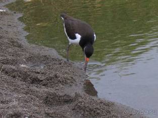 Лесбос. Путешествие на автомобиле по греческим островам. Начало. Остров Лесбос, 2011 год