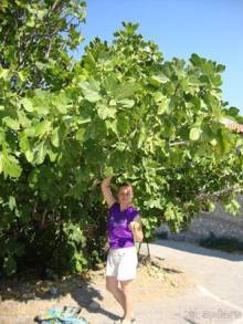 Самос. Путешествие на автомобиле по греческим островам. Продолжение. Остров Самос. 2011 год