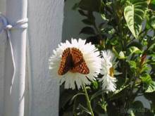 Самос. Путешествие на автомобиле по греческим островам. Продолжение. Остров Самос. 2011 год