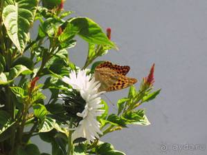Самос. Путешествие на автомобиле по греческим островам. Продолжение. Остров Самос. 2011 год