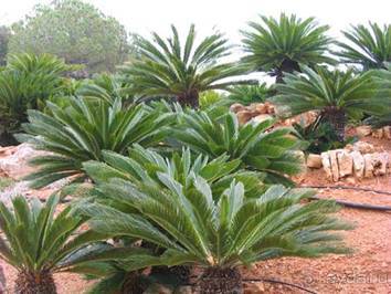 Путешествие на автомобиле по Майорке, Май-июнь 2012 года