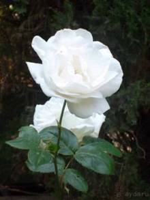 Путешествие на автомобиле по Майорке, Май-июнь 2012 года