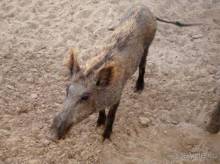 Отдых в Тунисе. 11 – 23 мая 2013 года