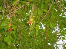 Отдых в Тунисе. 11 – 23 мая 2013 года