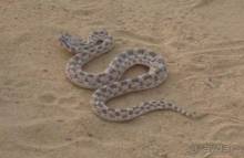 Отдых в Тунисе. 11 – 23 мая 2013 года