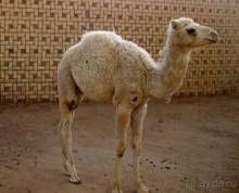 Отдых в Тунисе. 11 – 23 мая 2013 года