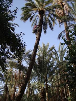 Отдых в Тунисе. 11 – 23 мая 2013 года