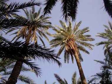 Отдых в Тунисе. 11 – 23 мая 2013 года