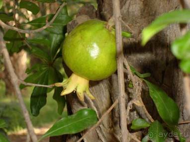 Отдых в Тунисе. 11 – 23 мая 2013 года