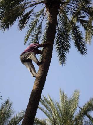 Отдых в Тунисе. 11 – 23 мая 2013 года