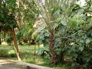 Отдых в Тунисе. 11 – 23 мая 2013 года