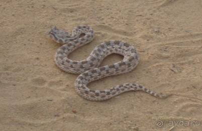 Отдых в Тунисе. 11 – 23 мая 2013 года