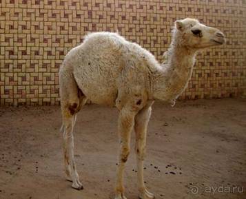 Отдых в Тунисе. 11 – 23 мая 2013 года