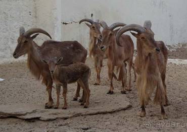 Отдых в Тунисе. 11 – 23 мая 2013 года