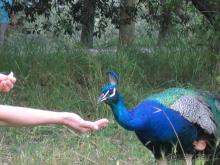 Родос. Путешествие на автомобиле по Родосу (а также Косу и Патмосу), май 2011 год