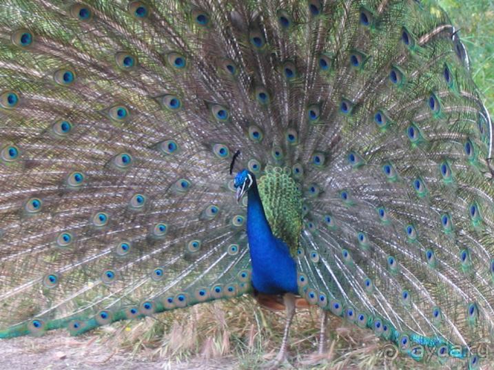 Родос. Путешествие на автомобиле по Родосу (а также Косу и Патмосу), май 2011 год