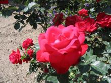 Родос. Путешествие на автомобиле по Родосу (а также Косу и Патмосу), май 2011 год