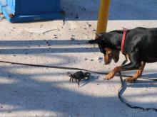 Родос. Путешествие на автомобиле по Родосу (а также Косу и Патмосу), май 2011 год