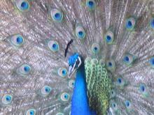 Родос. Путешествие на автомобиле по Родосу (а также Косу и Патмосу), май 2011 год