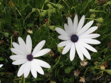 Родос. Путешествие на автомобиле по Родосу (а также Косу и Патмосу), май 2011 год