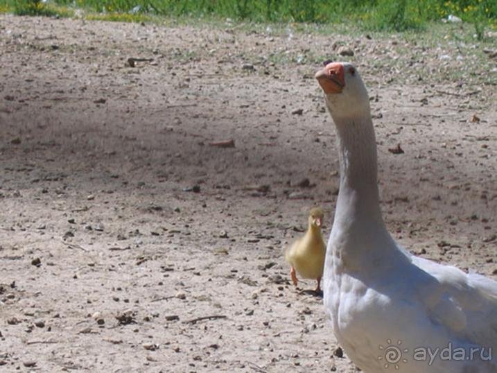Родос. Путешествие на автомобиле по Родосу (а также Косу и Патмосу), май 2011 год