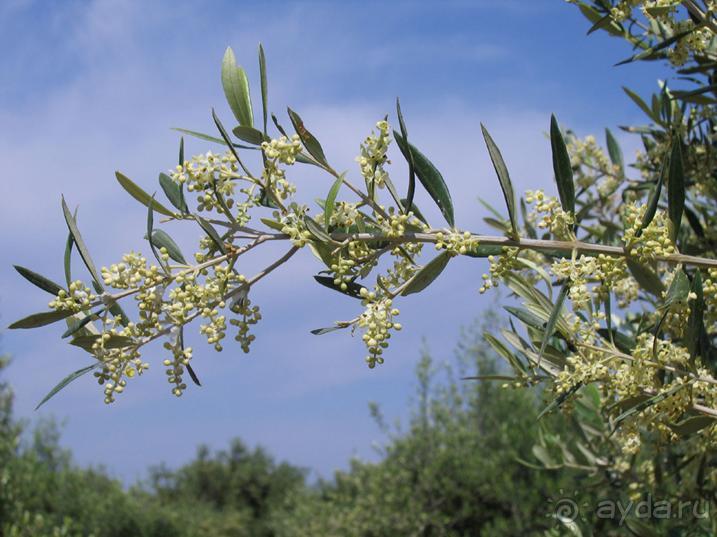 Родос. Путешествие на автомобиле по Родосу (а также Косу и Патмосу), май 2011 год