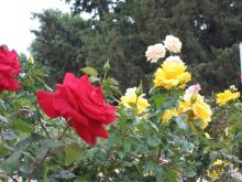 Родос. Путешествие на автомобиле по Родосу (а также Косу и Патмосу), май 2011 год